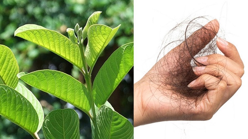 Cách trị rụng tóc bằng lá ổi