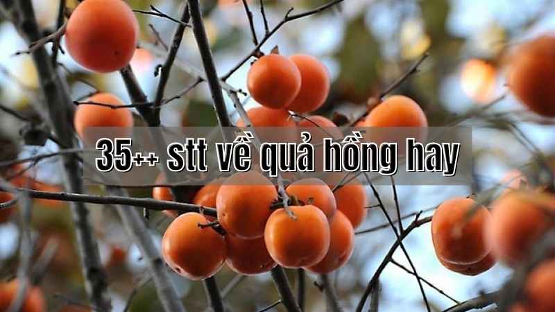 STT về quả hồng