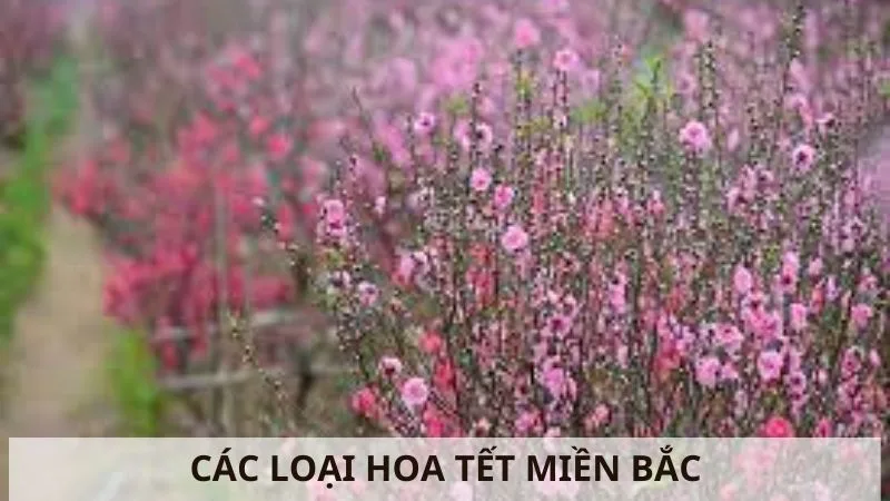cac-loai-hoa-tet-mien-bac-fado-vn