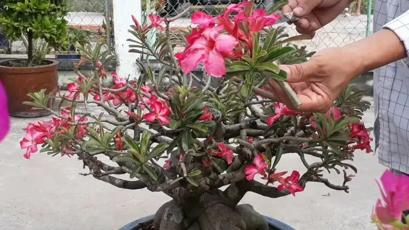 cach-lam-hoa-su-no-dung-tet-1