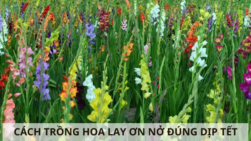 cach-trong-hoa-lay-on-no-dung-tet