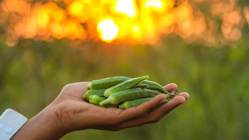 Bật mí cách làm nước đậu bắp ngon và bổ dưỡng