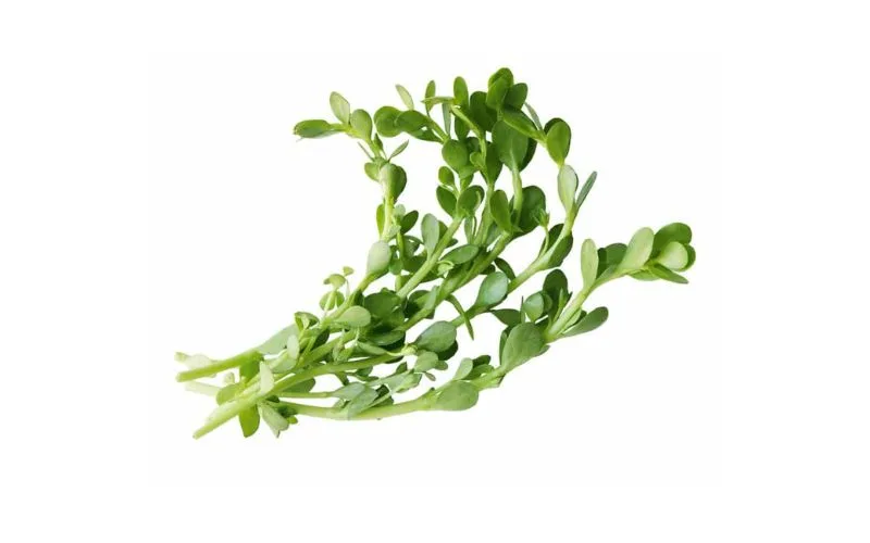 Uống nước rau sam có tác dụng gì? có tốt không? bao nhiêu là đủ?