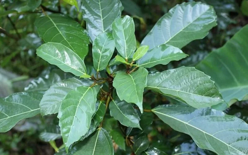 Uống nước lá sung có tốt không? bao nhiêu là đủ? có lưu ý gì?