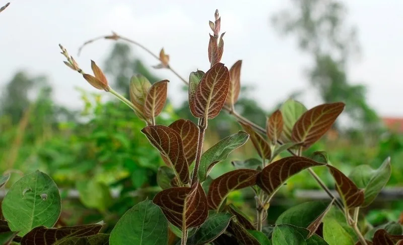 Lá mơ lông kỵ với gì? Có công dụng như thế nào?