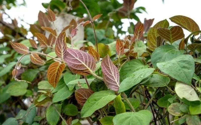 Lá mơ lông kỵ với gì? Có công dụng như thế nào?