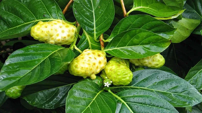 Trái nhàu kỵ với gì? Có tác dụng gì? Sử dụng thế nào?