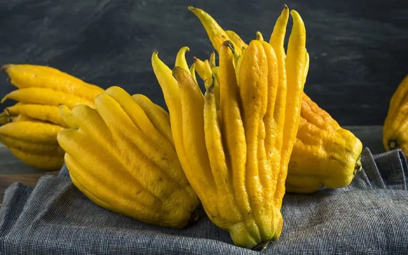 Trái phật thủ ăn được không? có tác dụng gì? làm món gì ngon?