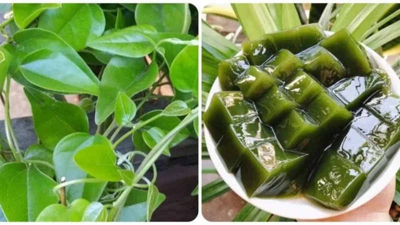 an-suong-sam-nhieu-co-tot-khong-3