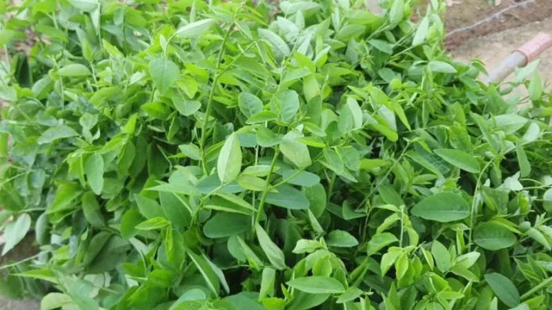 rau-ngot-ky-voi-thuc-pham-nao-3